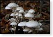 paddenstoel paddenstoelen paddestoel paddestoelen schimmel zwam schimmels zwammen hdr paddo paddos champignon champignons herfst najaar